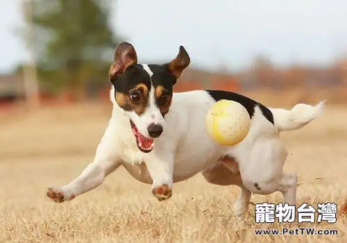 狗拿耗子?對,它們就是比貓還專業的捕鼠能手(共5張圖片)-寵物台灣