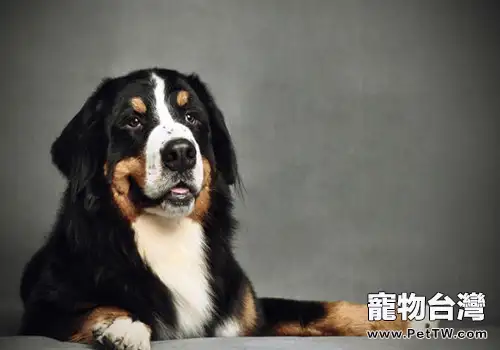 沉默是金，最不喜叫的狗狗前五名