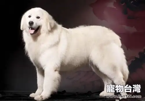沉默是金，最不喜叫的狗狗前五名