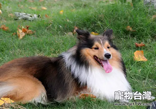 沉默是金，最不喜叫的狗狗前五名