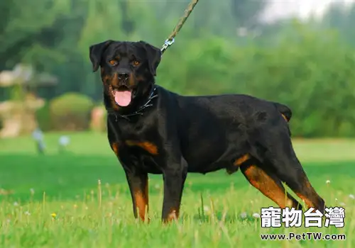 沉默是金，最不喜叫的狗狗前五名