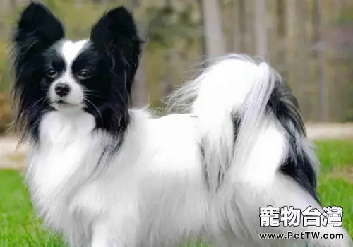 沉默是金，最不喜叫的狗狗前五名