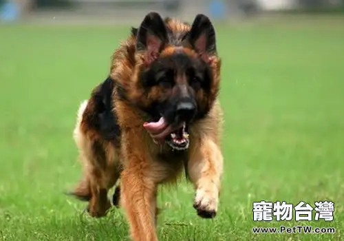 軍犬之一的德國牧羊犬智商高嗎?(1圖)-寵物台灣