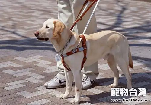 導盲犬的訓練過程是怎樣的？