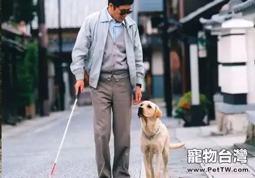 導盲犬一生有哪幾個階段?(1圖)-寵物台灣