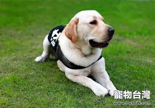 金毛和拉布拉多為什麼適合成為導盲犬?(1圖)-寵物台灣