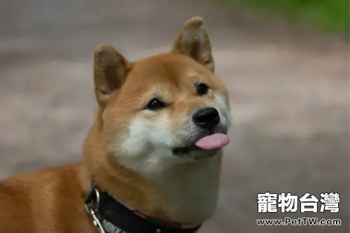 柴犬常見皮膚病及如何預防(1圖)-寵物台灣