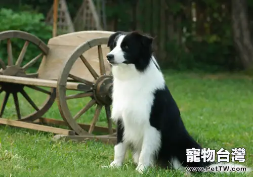 邊境牧羊犬能喂止痛藥麼？