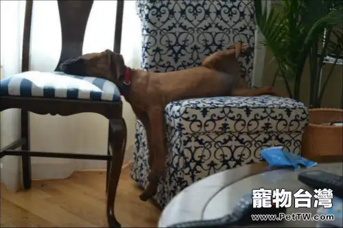 狗狗獨自在家寂寞怎麼辦(1圖)-寵物台灣