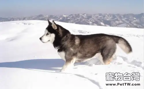 阿拉斯加雪橇犬生病的預兆