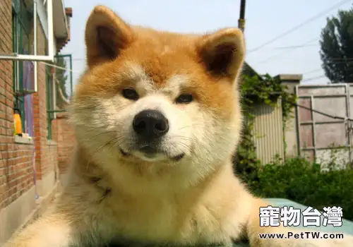秋田犬不僅僅是網紅，還是一隻能看家的網紅哦！
