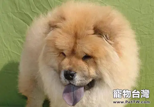 松獅犬怎麼進行毛髮梳理?(1圖)-寵物台灣