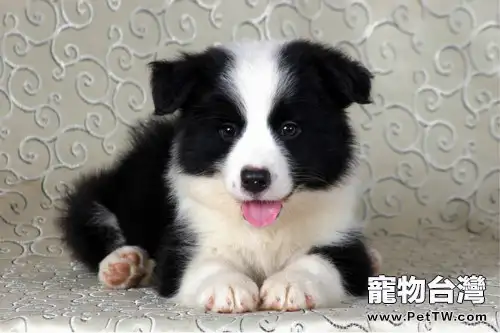 犬細小病毒的症狀(1圖)-寵物台灣