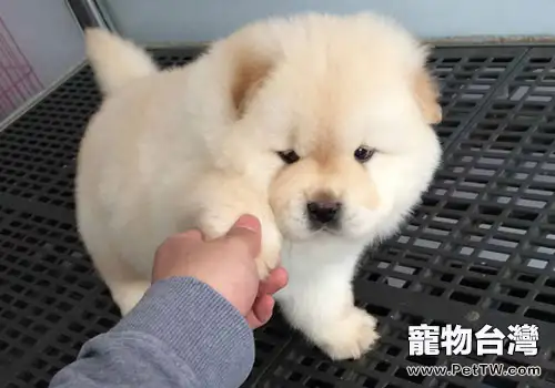 松獅犬的智商很低嗎?(1圖)-寵物台灣