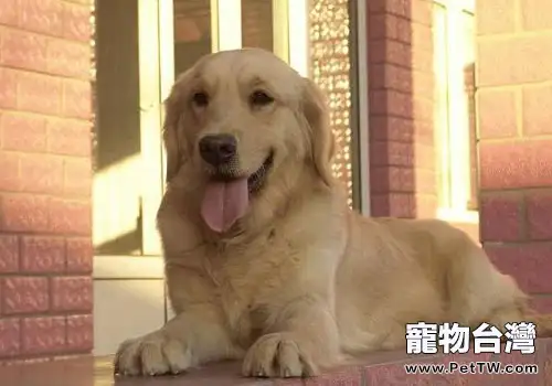 黃金獵犬的習性真的是像你想的那樣的嗎？