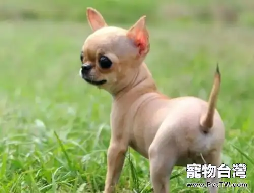 吉娃娃常見五大皮膚病(1圖)-寵物台灣