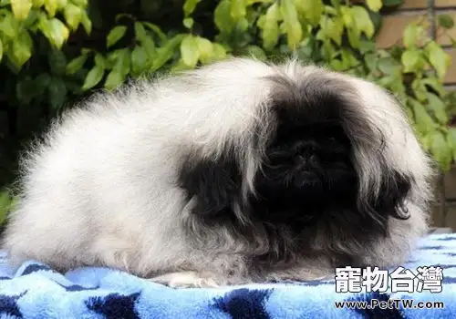 來自宮廷的貴族神話——獅子狗(京叭犬)(1圖)-寵物台灣