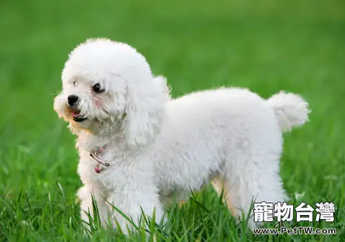 貴賓犬飲食禁忌有哪些?(1圖)-寵物台灣