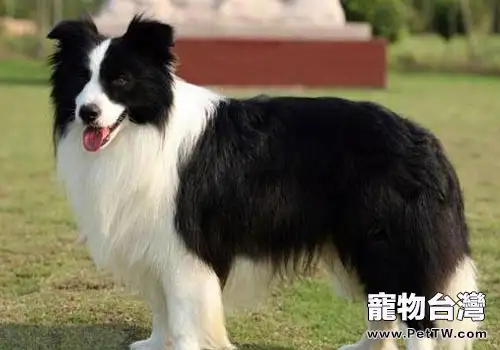 邊境牧羊犬的智商是最高的嗎？