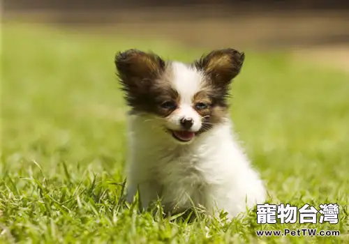 幫蝴蝶犬洗澡的注意事項(1圖)-寵物台灣
