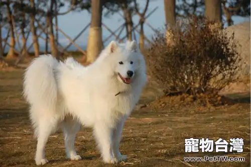 愛斯基摩犬如何訓練