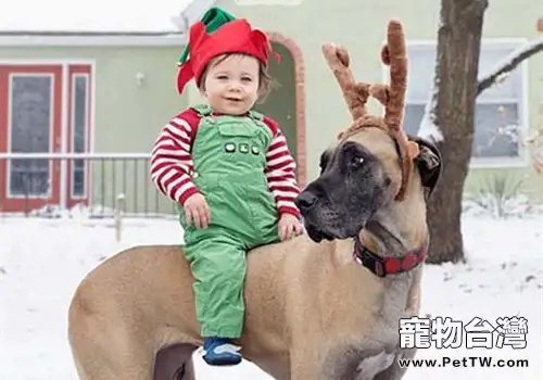 世界最大的狗，巨大的丹麥犬——大丹犬（1圖）-寵物台灣