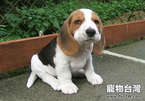 為人類的健康犧牲,常見的實驗用犬——小獵犬(1圖)-寵物台灣