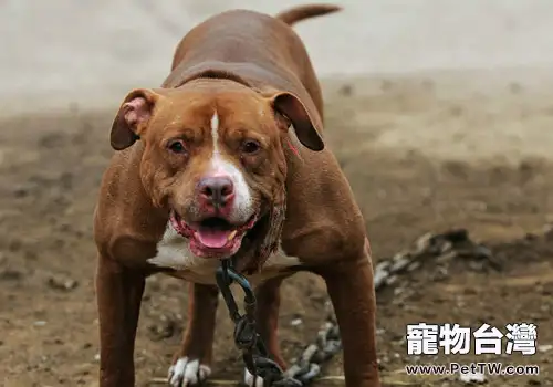 猛犬類NO1，不怕痛的鐵血戰士——美國比特犬（1圖）-寵物台灣