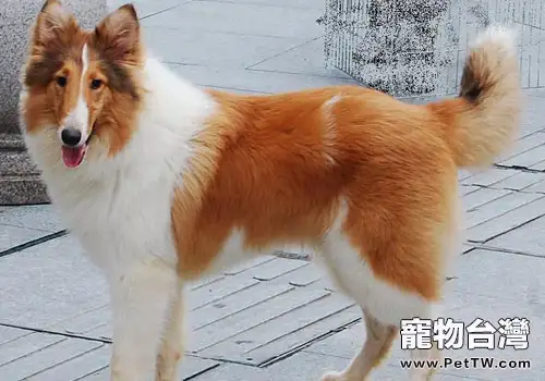 蘇格蘭牧羊犬選購時要注意什麼?(1圖)-寵物台灣