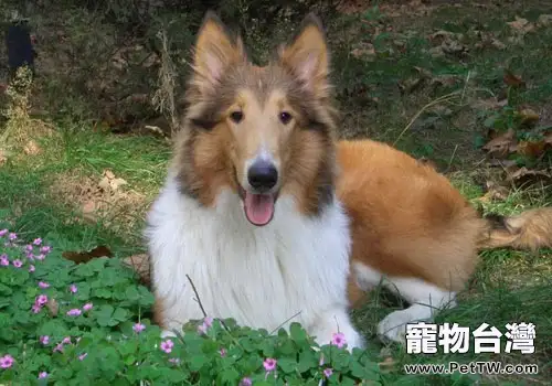  蘇格蘭牧羊犬皮膚過敏怎麼辦？