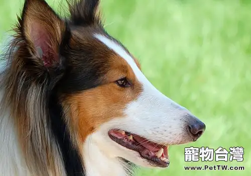 蘇格蘭牧羊犬的價格如何？（1圖）-寵物台灣