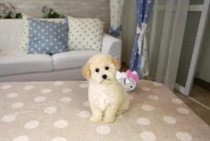 泰迪幼犬日常飲食的注意事項(1圖)-寵物台灣