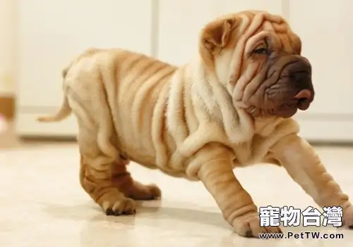 中國第一鬥狗——沙皮狗
