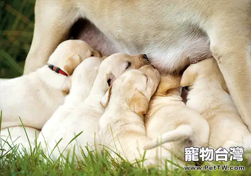 狗狗懷孕的徵兆和注意事項