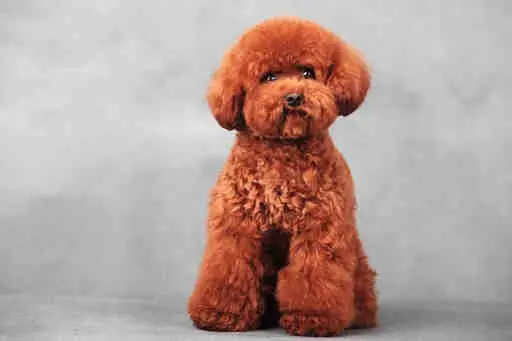 泰迪犬的美容攻略大全(1圖)-寵物台灣