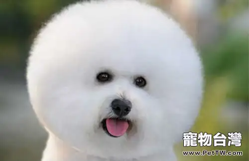 比熊 犬(卷毛比雄犬)常見疾病及治療方法(1圖)-寵物台灣