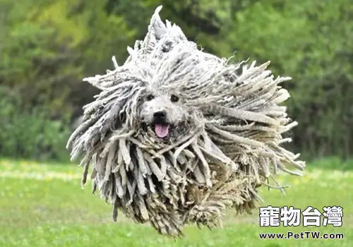 來自匈牙利的大型拖把——可蒙犬