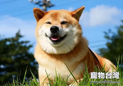 為什麼狗狗夏季更容易得皮膚病?(1圖)-寵物台灣