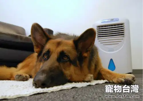 狗狗也會得「空調病」