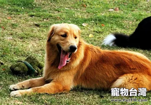 怎麼帶金毛外出散步?(1圖)-寵物台灣