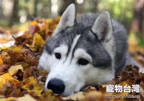 狗狗禁忌食物中毒會有什麼症狀