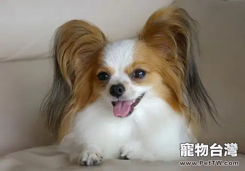 蝴蝶犬幼犬該怎麼養?(1圖)-寵物台灣