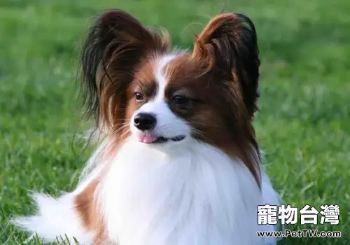 蝴蝶犬不愛吃狗糧怎麼辦？