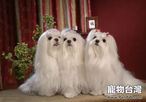 給馬爾濟斯犬包毛注意事項(1圖)-寵物台灣