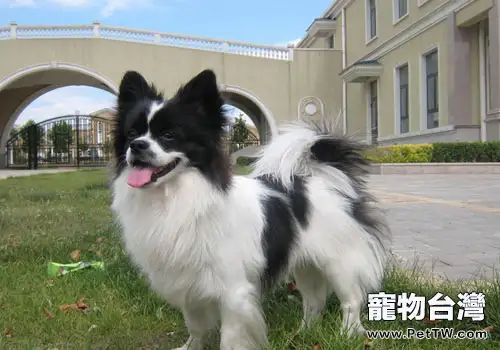 你知道挑選蝴蝶犬的正確方法嗎？