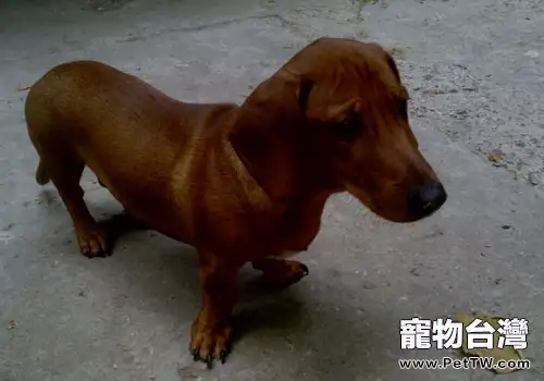 怎麼給臘腸犬進行日常護理?(1圖)-寵物台灣