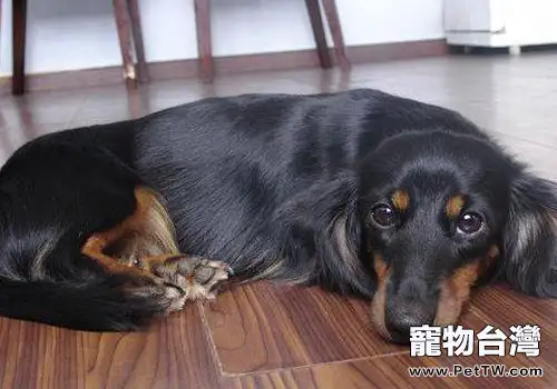 怎麼給長毛臘腸犬梳毛？