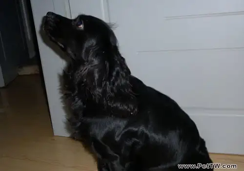 可卡犬掉毛怎麼辦?(1圖)-寵物台灣