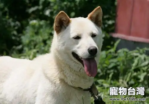 韓國天然紀念物,世界名犬——珍島犬(1圖)-寵物台灣