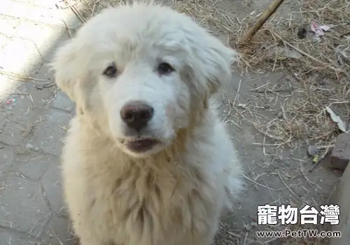 大白熊幼犬怎麼餵養？